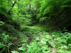Cheile Dofteanei Drum forestier blocat de vegetatie drum forestier vegetatie